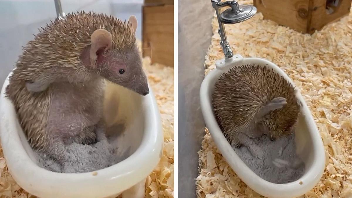 Adorable little tenrec takes dust bath in his bathtub at Ohio zoo