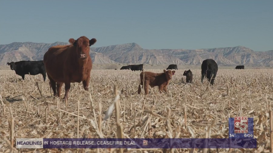 Arctic blast poses grave danger to newborn calves