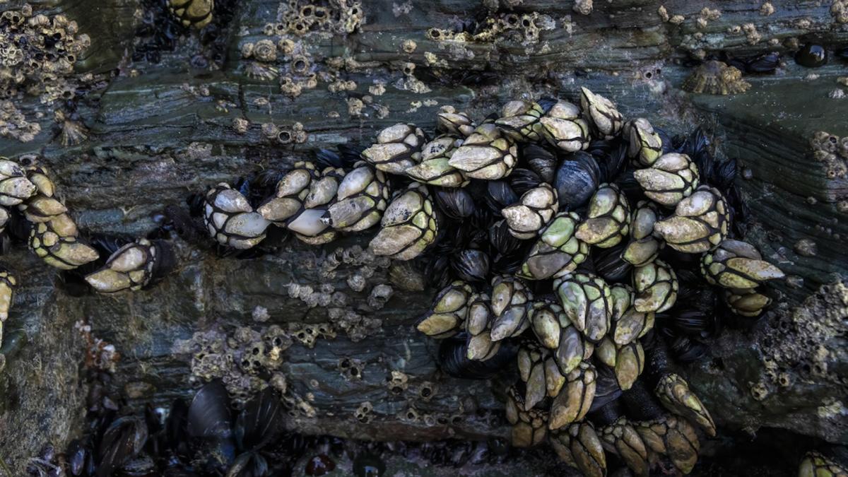 Barnacles’ harvesting conditions imperiled by encroaching threat: ‘The … trade … is dying’