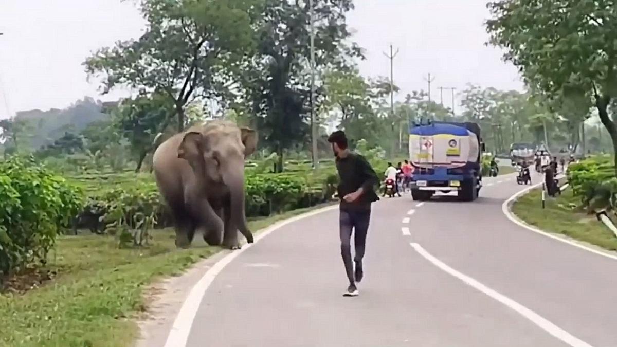 Bizarre moment reckless man repeatedly provokes elephant in India