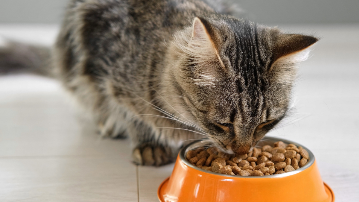 Cat Food Recalls Continue As Another Popular Brand Tests Positive for Bird Flu