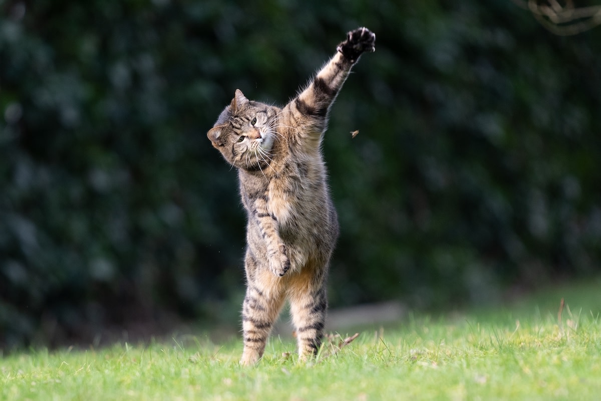 Cat Prevents Surveyor From Landing Drone on Job Site and It’s Pure Comedy