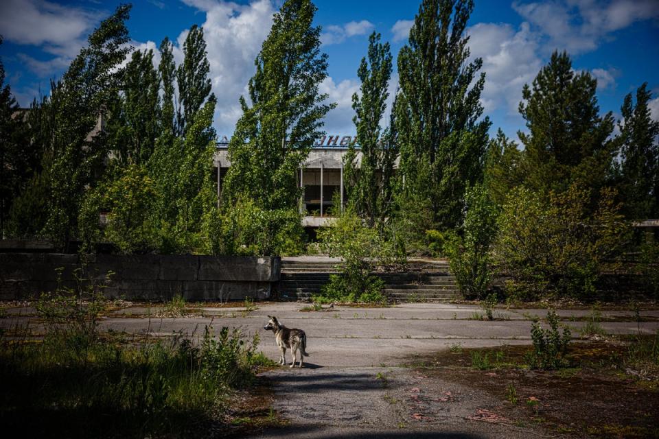 Chernobyl dogs do show ‘dramatic’ genetic differences – but not because of radiation