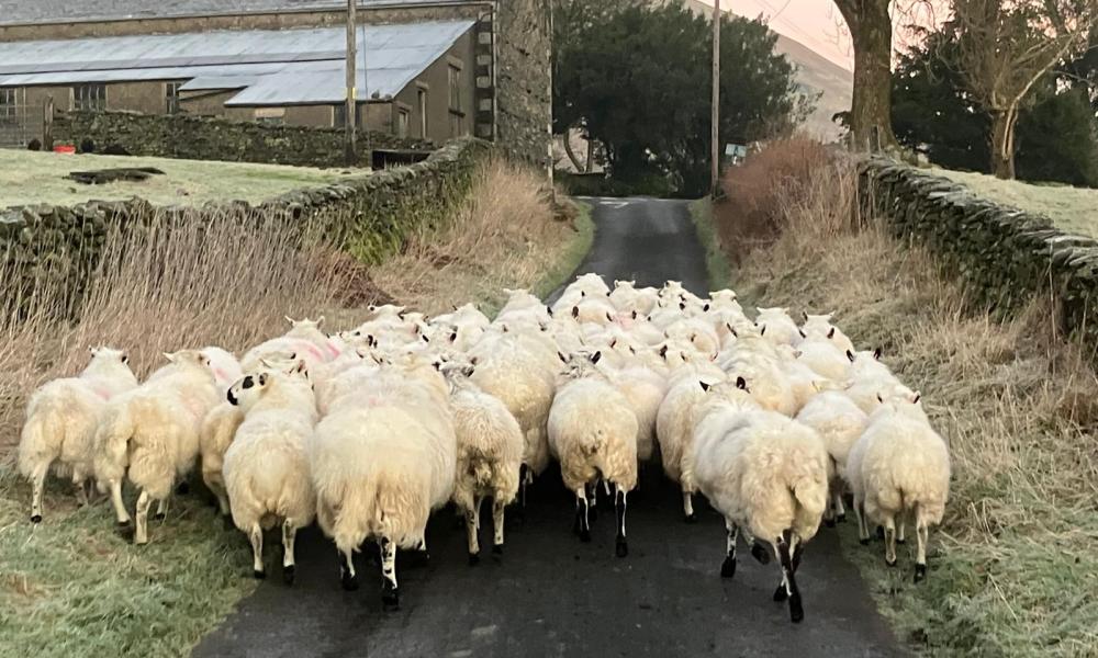 Country diary: Keeping the sheep healthy is a team effort