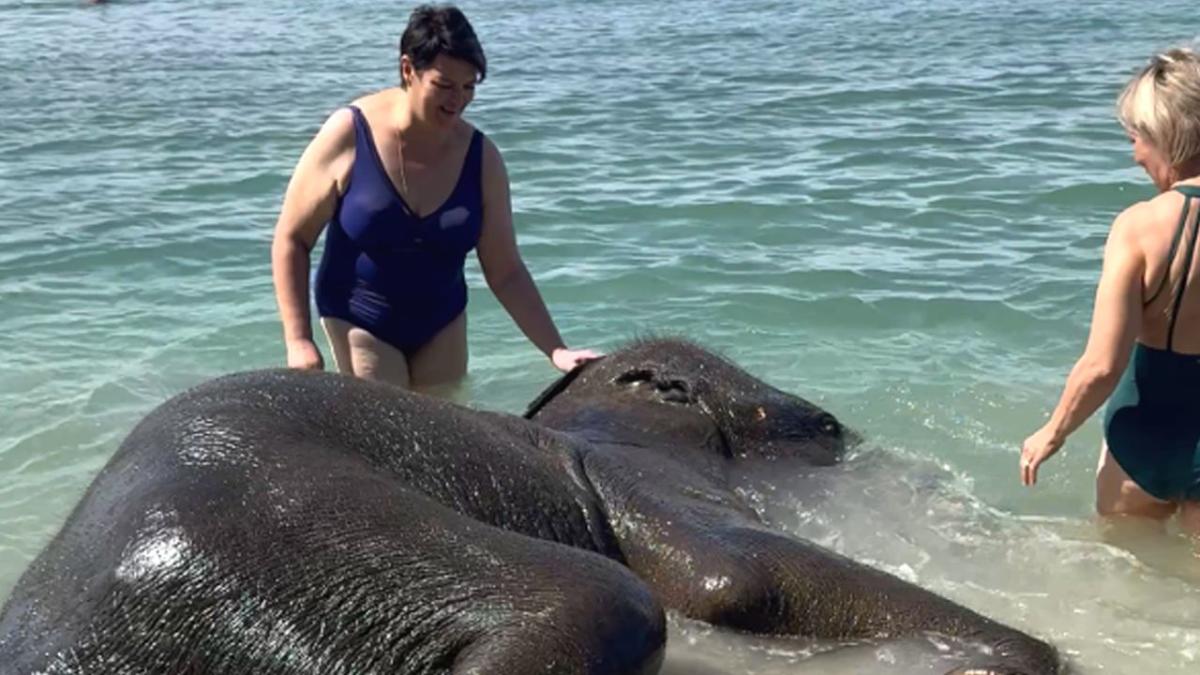 Elephants bathe in the sea with tourists on Thailand beach