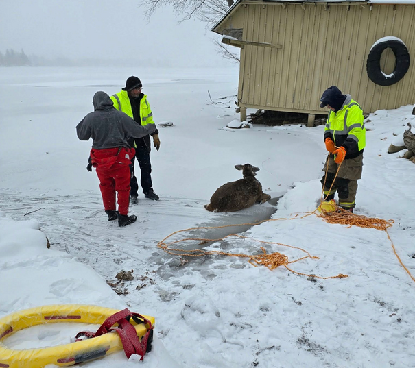 ‘Fearless’ Steuben County firefighters rescue deer that fell through ice on Loon Lake