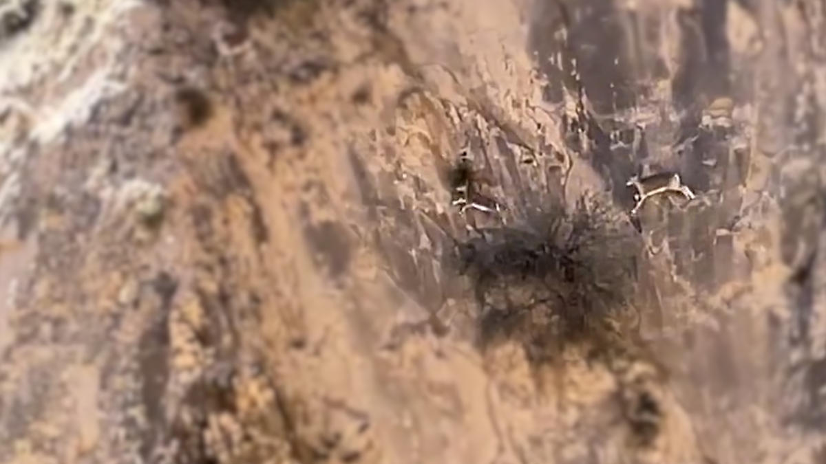 Himalayan blue sheep spotted seamlessly jumping along near vertical cliff