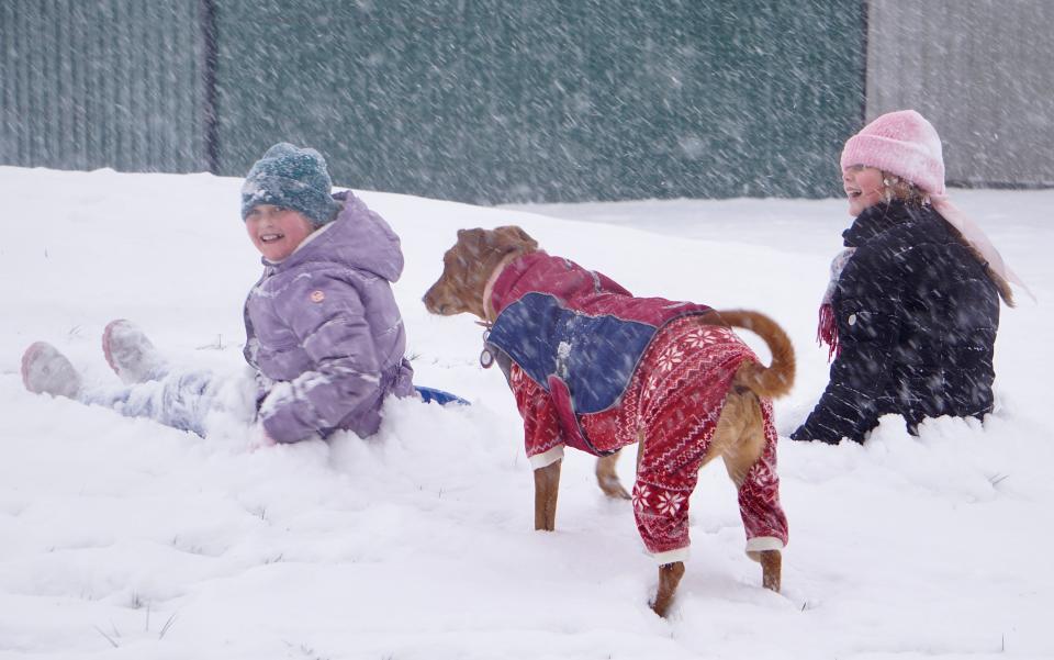 How cold is too cold for dogs? It depends. When to bring them inside, signs of frostbite