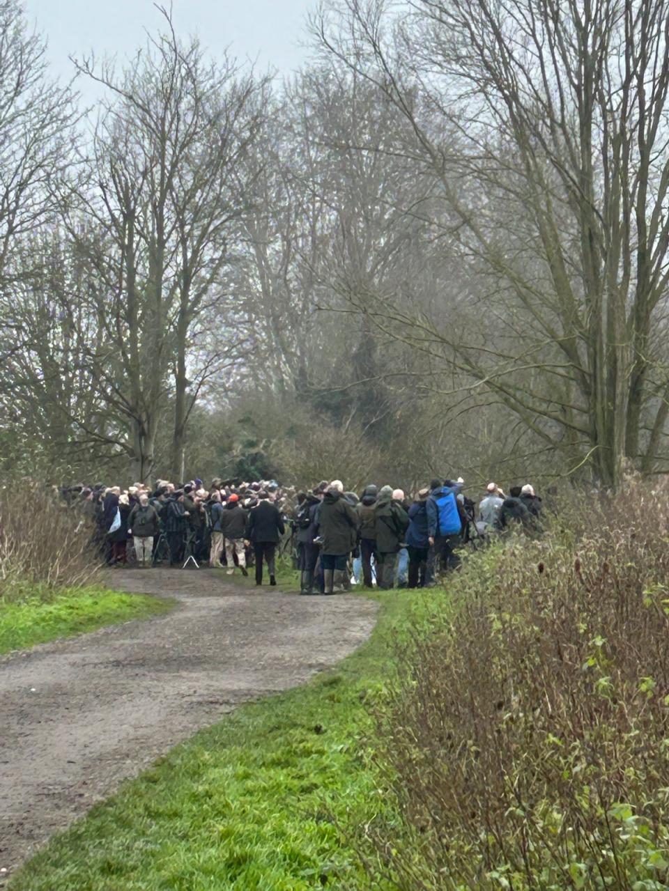 Hundreds of Christmas twitchers descend on town after rare bird sighting