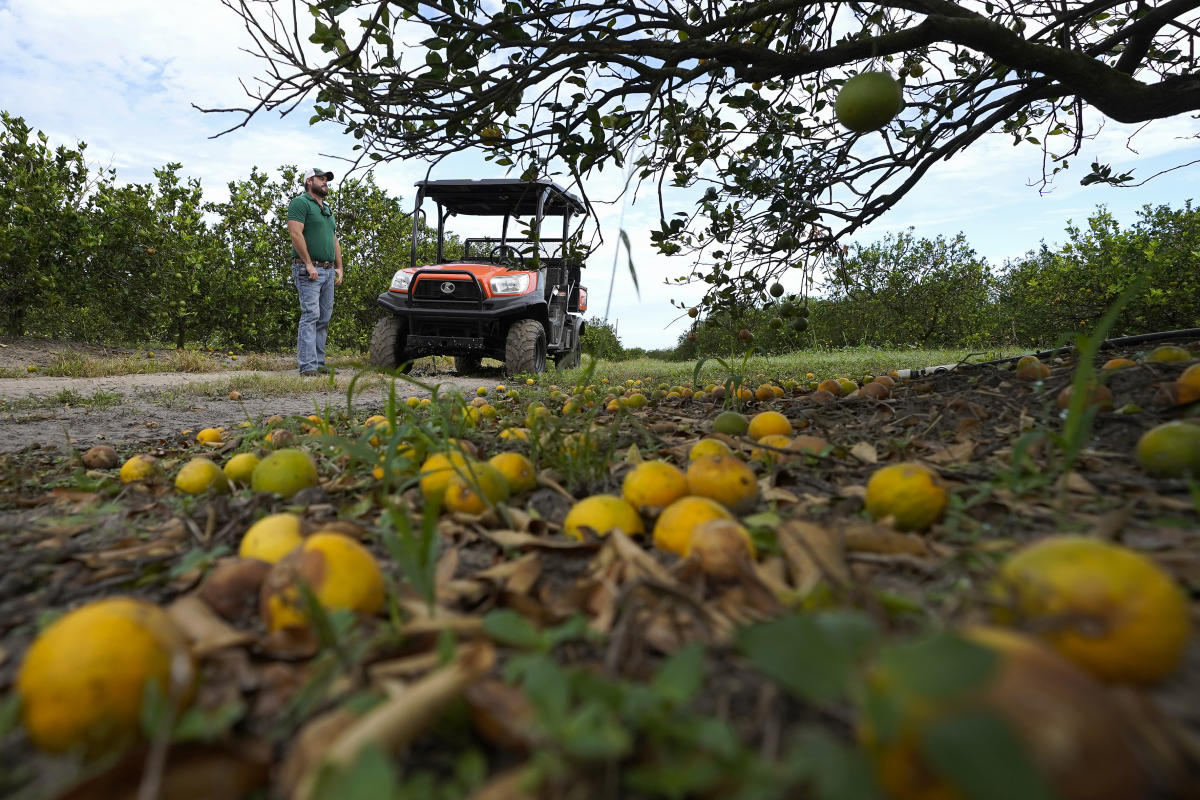 Major Florida grower to end citrus operations after years of hurricanes and tree disease