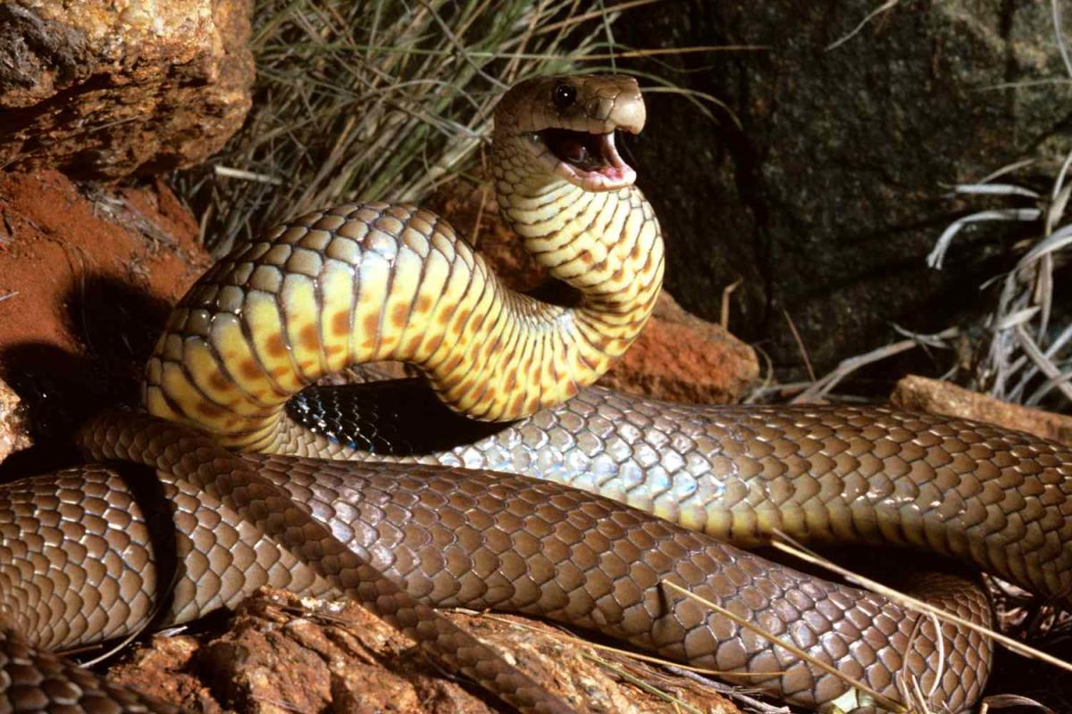 Man Finds ‘Highly Venomous’ Snake Hiding in His Car During Shopping Trip