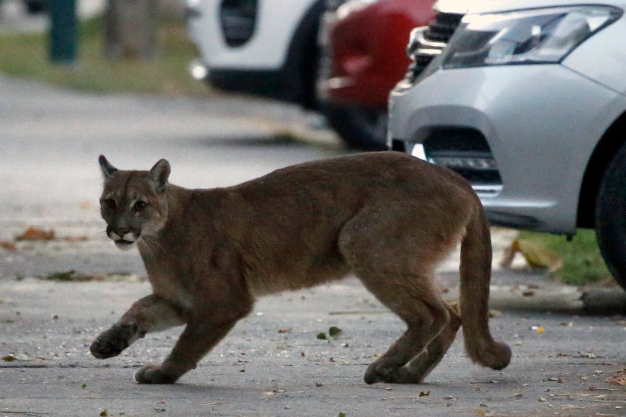 Mountain lion sightings in Northern California prompt safety warning, road closures