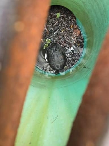 “Mr. Pickles”: Sanibel first responders perform daring rescue of local turtle