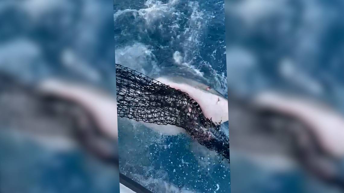 Must-see video: Great white shark tears a Florida Keys fisherman’s chum bag to shreds