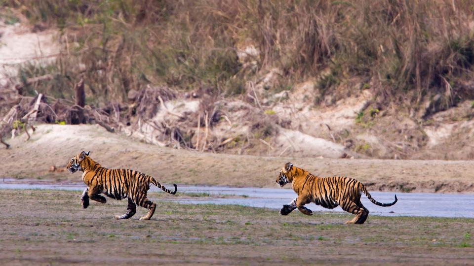 Nepal’s leader says the country has ‘too many tigers’