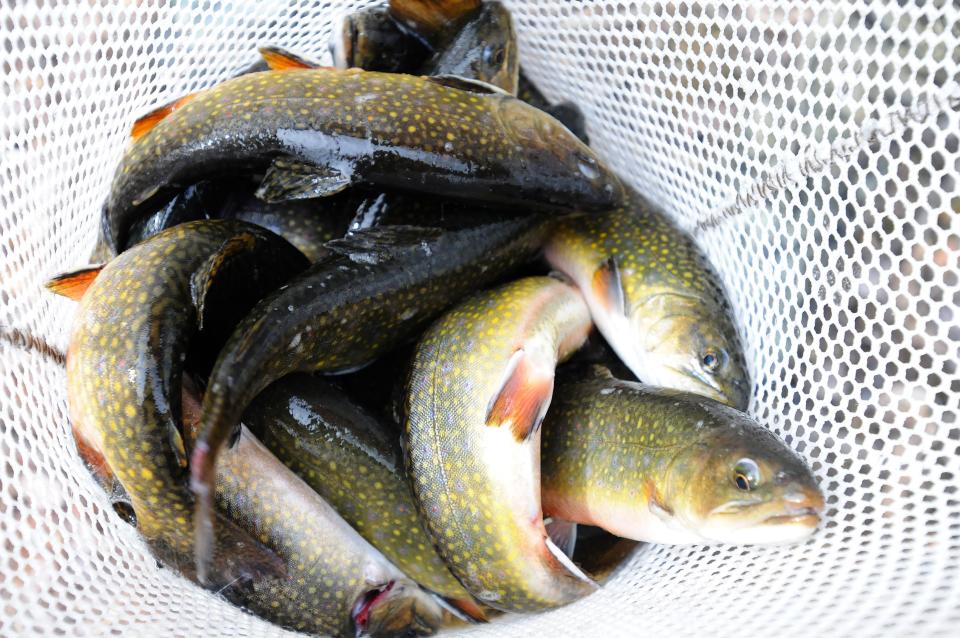 Prized Eastern brook trout targeted for restoration in NJ, NY waterways