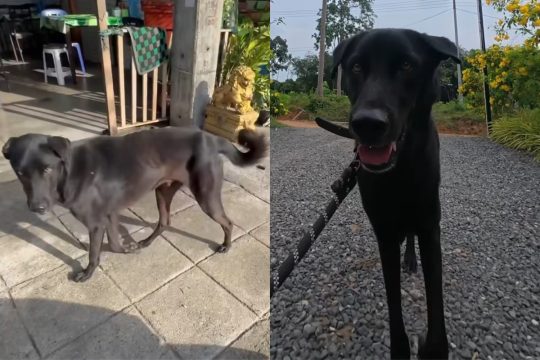 Rescue Dog Goes From Skinny to Healthy in Heartwarming Video