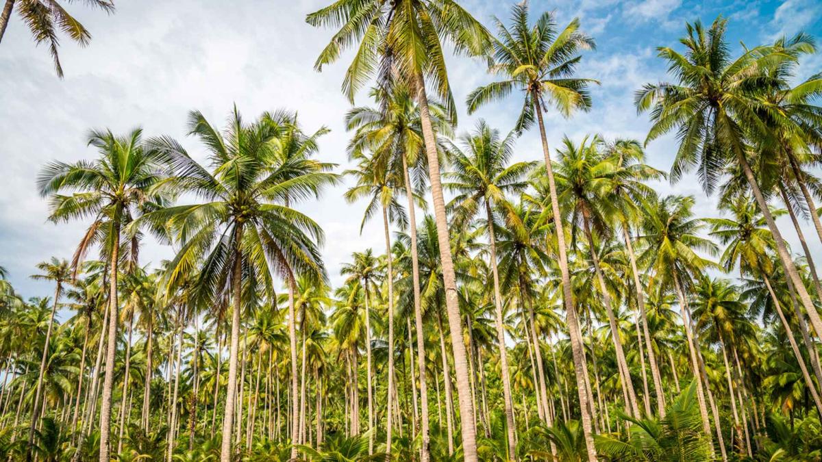 Research uncovers massive impact of ‘abandoned and overgrown’ plantations: ‘Used to be essential’