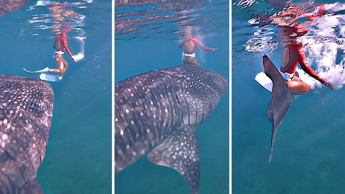 Sea giant sneaks up : Whale shark rams diver from behind