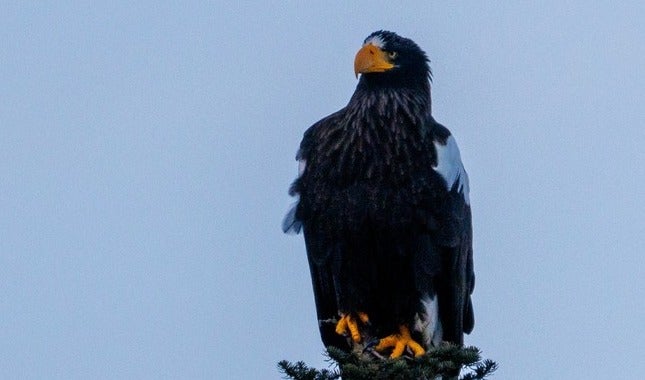 See it: Rare eagle among largest birds of prey in the world spotted thousands of miles from home