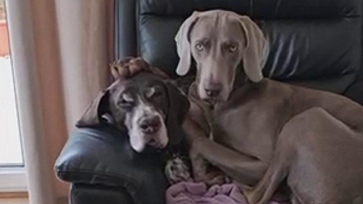 Senior dog gets new lease on life after pup joins family – now they’re best friends