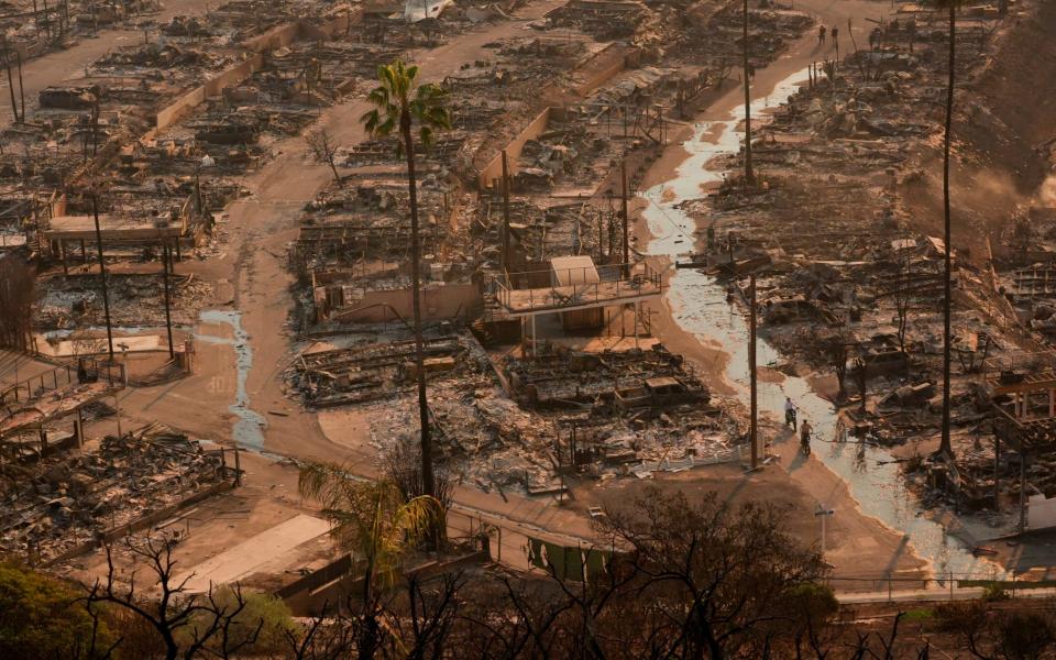 Untouched palm trees spark wildfire conspiracy theories