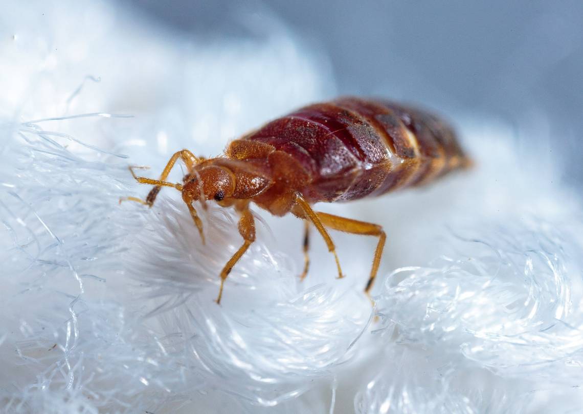 Vacationers claim in suit they were bitten by bed bugs in their Myrtle Beach hotel rooms