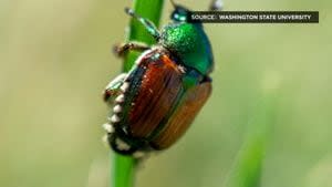 WA preparing to eradicate invasive Japanese Beetles from thousands of properties