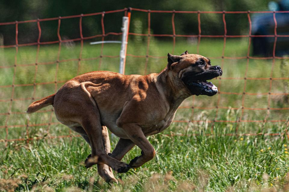 What is a Cane Corso? The dog breed branded ‘XL bully on steroids’