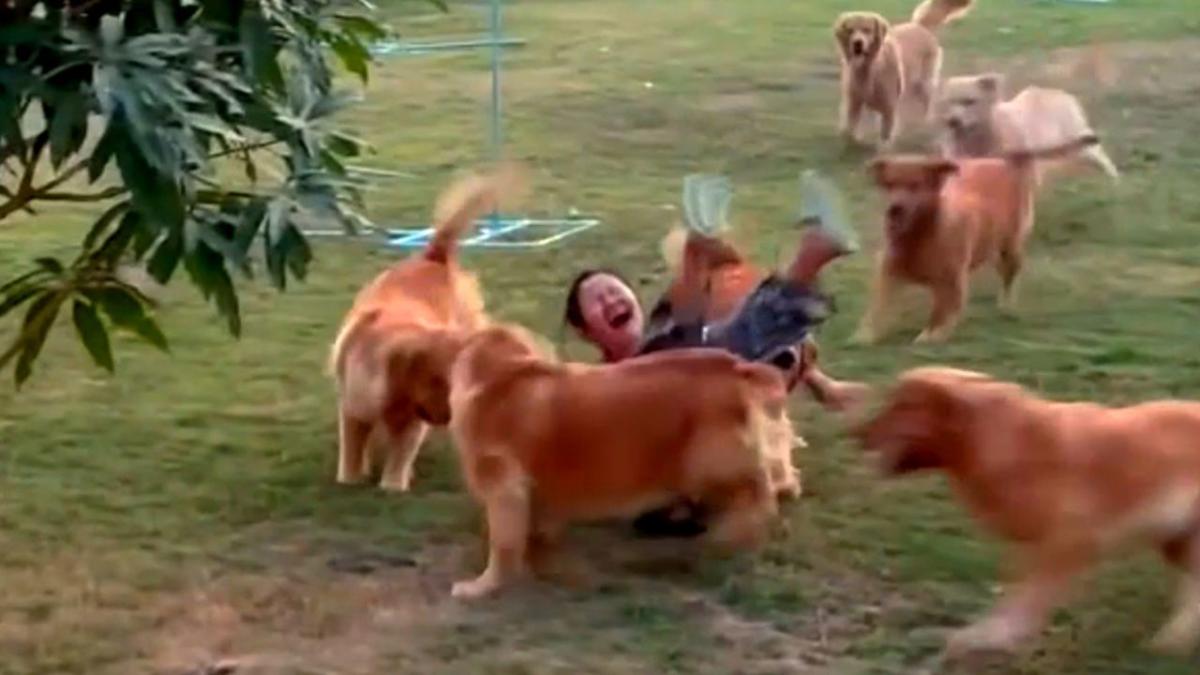 Woman takes ball away from dogs – with inevitable consequences