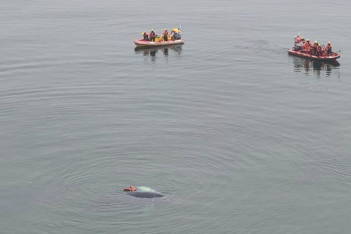 A whale caught in fishing nets has been freed off Poland’s Baltic coast