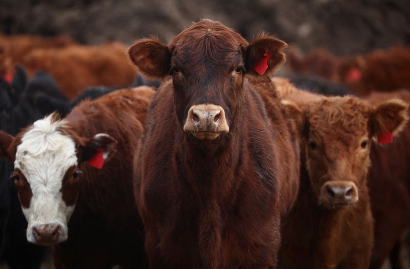 Argentina approves live cattle exports as beef shipments soar