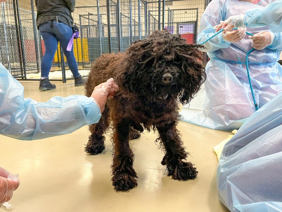 Authorities find more dogs on convicted puppy mill operator’s Boone Co. property