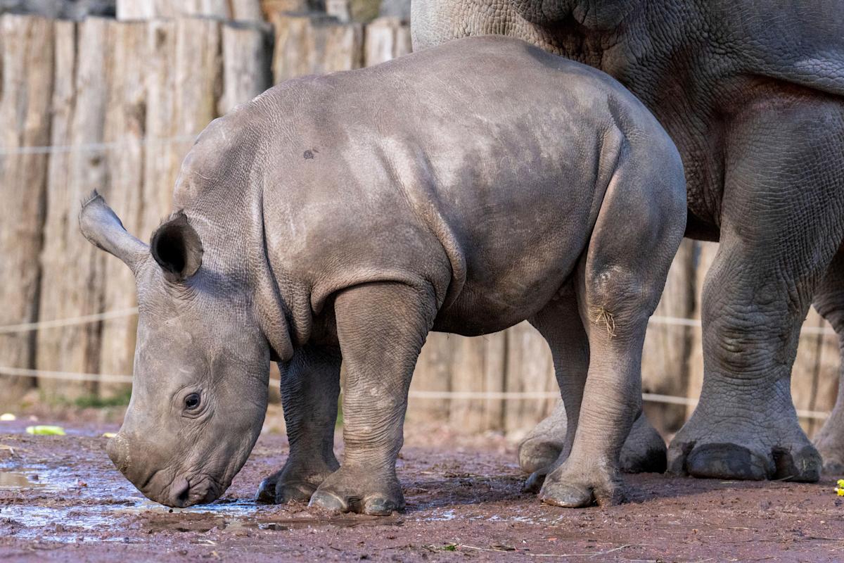 Baby white rhino Nova makes her public debut at Belgium’s Pairi Daiza zoo