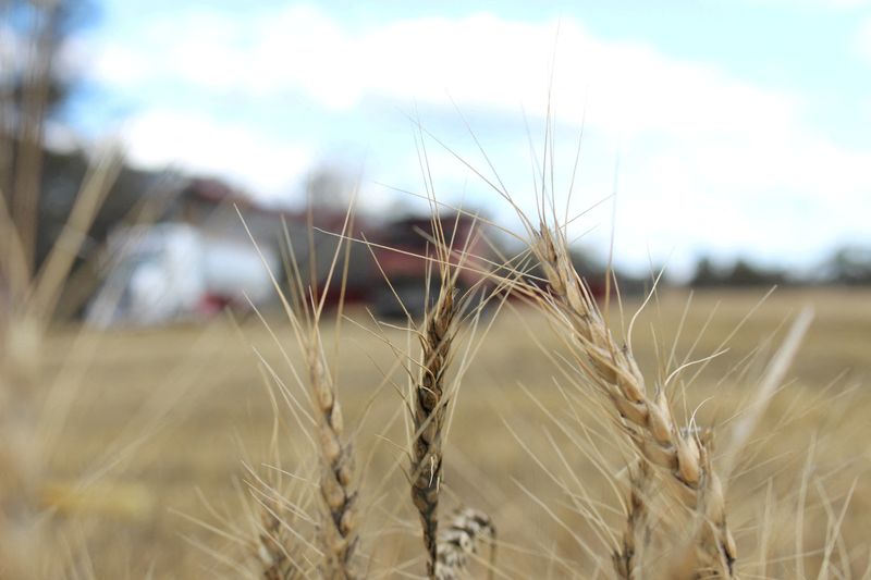 China has delayed or redirected 600,000 tons of wheat imports, sources say