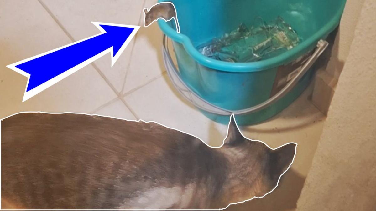 Clever mouse hides in plain sight in real-life Tom and Jerry chase