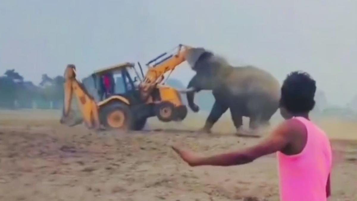 Elephant attacks excavator during rampage in northern India