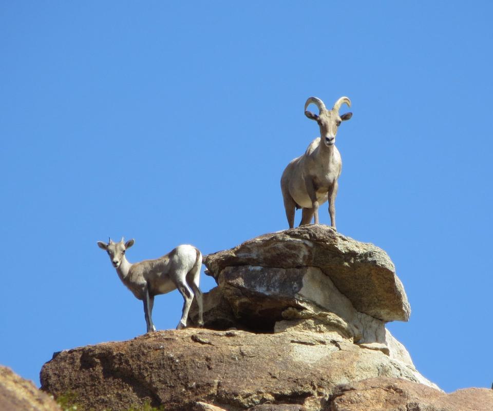 Endangered bighorn sheep spotted in downtown Palm Springs. Here’s what to do if they return