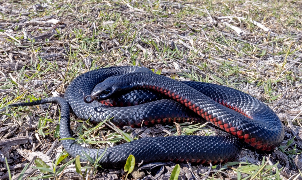 Jaw-Dropping Number of Venomous Snakes Removed From Man’s Backyard