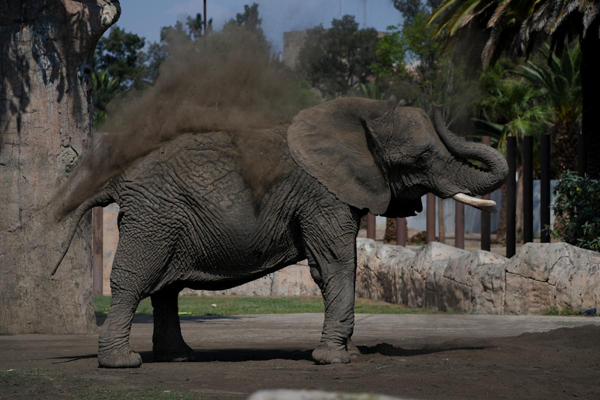 Mexico’s Supreme Court orders a zoo to improve conditions for Ely the elephant