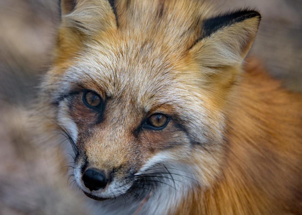 Police: Pennsylvania Game Commission captures fox after Stroud Township attack