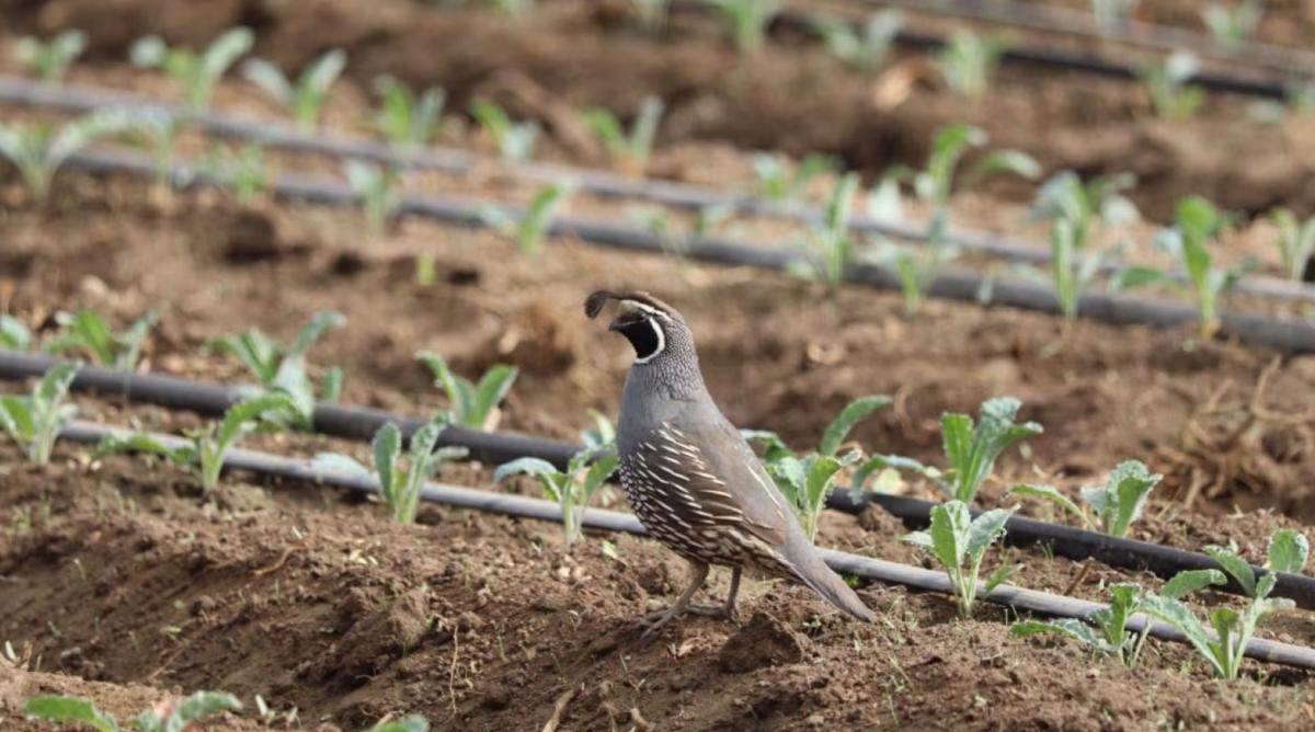 Researchers make astonishing discovery after examining bird droppings found on lettuce crops: ‘We wanted to find out the true risk’