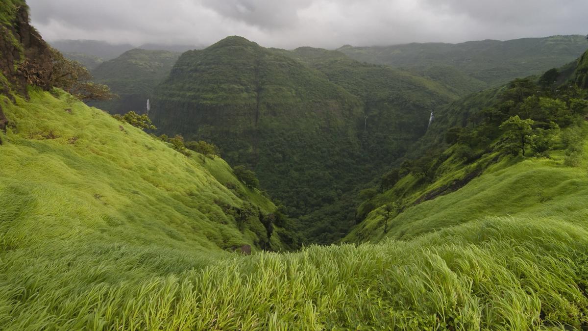 Scientists celebrate multiple discoveries deep in Indian mountains: ‘Indicators of undisturbed habitats’