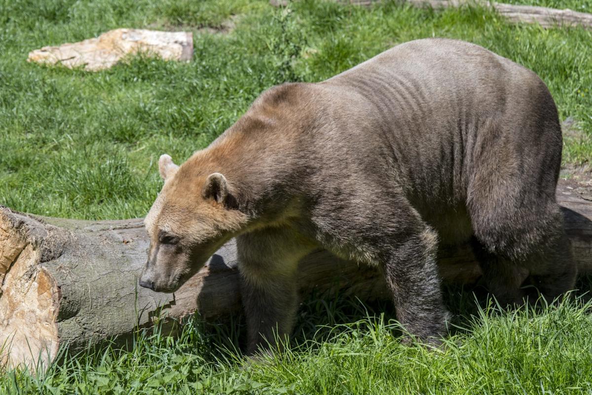 Scientists’ stunning observation of hybrid ‘grolar’ bear sparks concern: ‘Ill-suited to adapt’