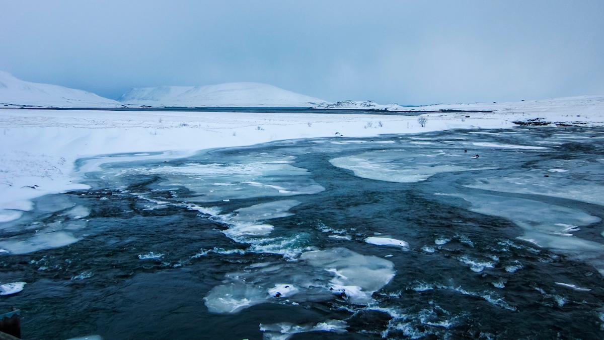 Scientists track new predator as it moves into Arctic waters — here’s why this could be catastrophic for the rest of the world