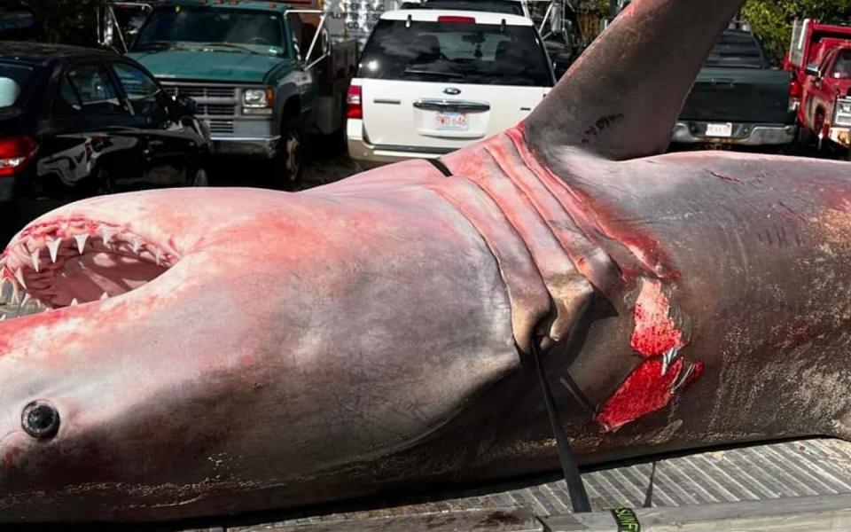 Something strange is killing great white sharks