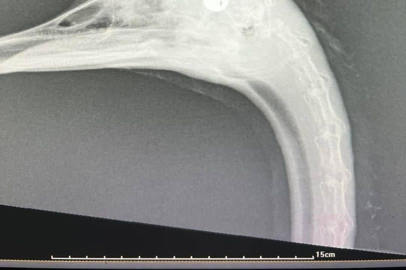 Swan shot in the head in disgusting catapult attack in South London park