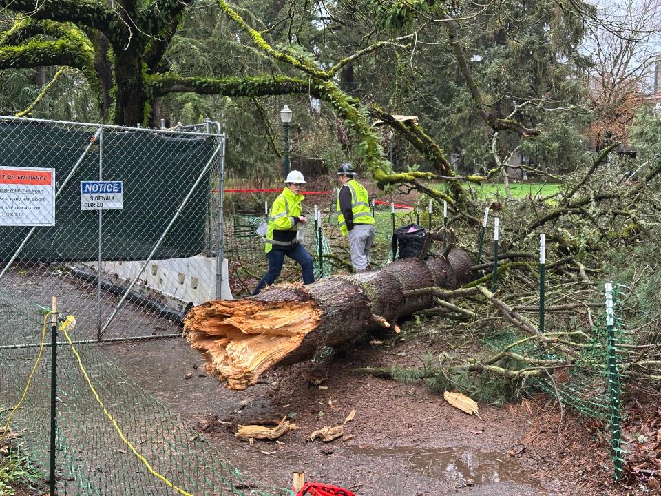 Tree falls on University of Oregon student; statewide wind advisory issued