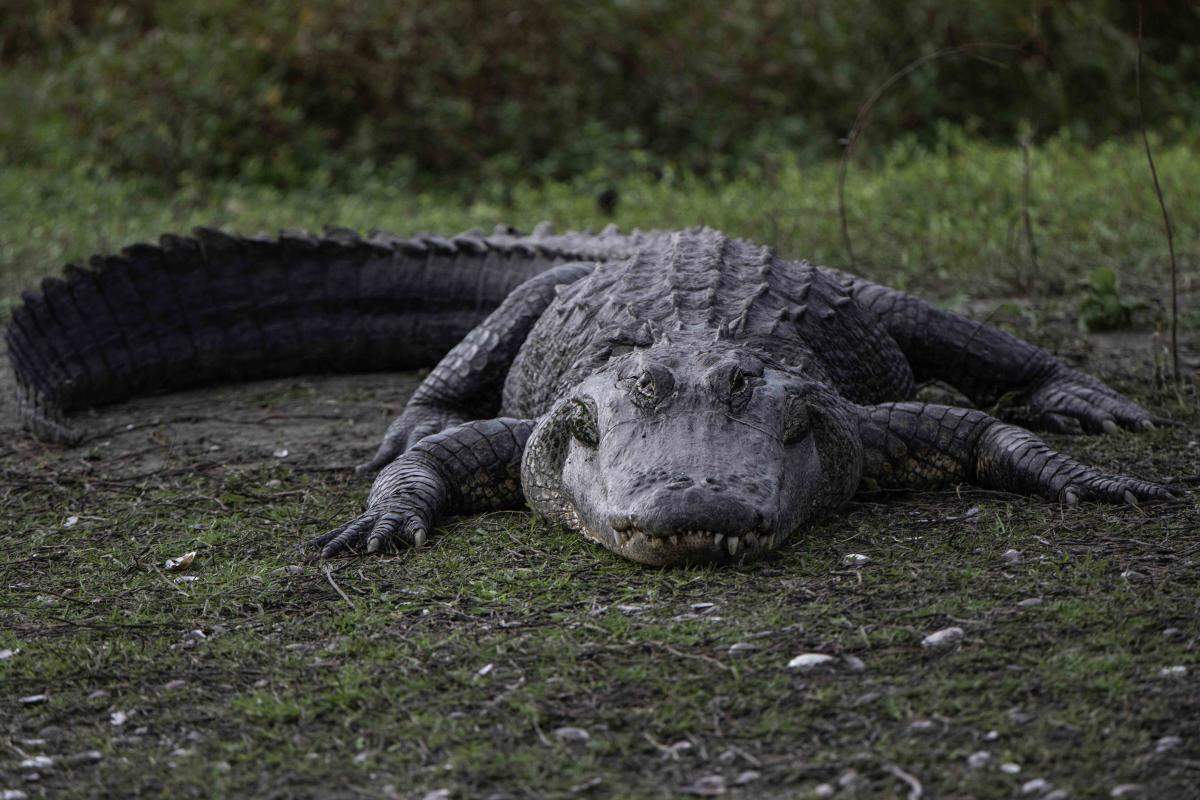 University Of Florida Researchers Said They Found An ‘Abundance’ Of Alligators In A Very Surprising Place