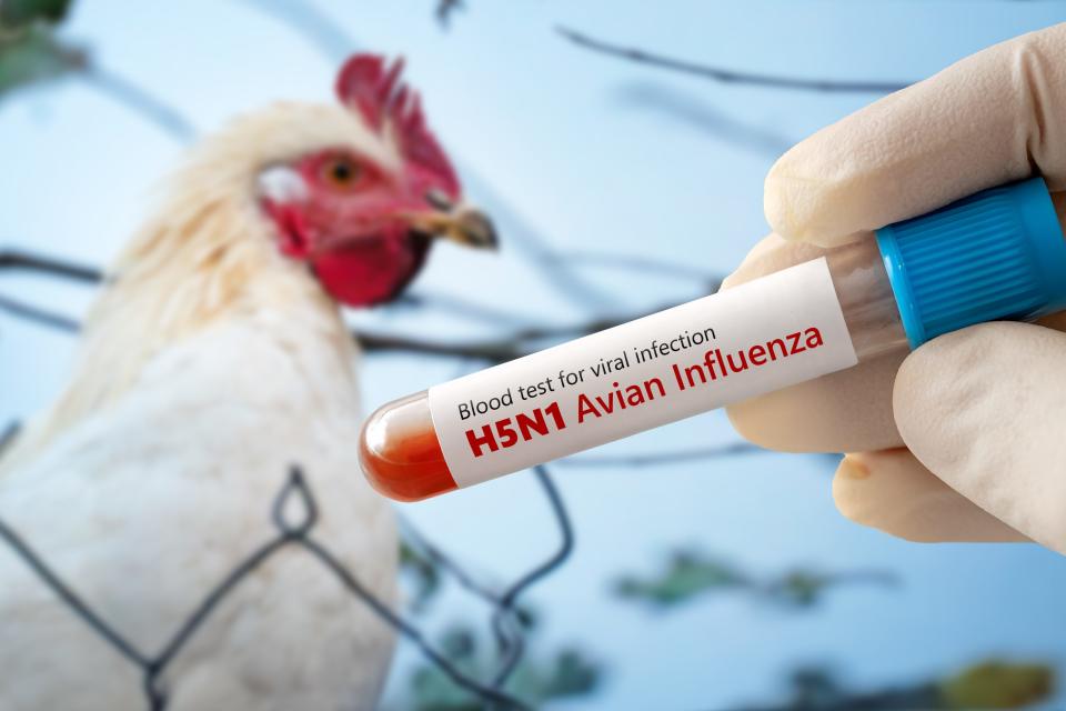 What to know about bird flu in greater Gardner: Tips to keep your backyard chickens safe